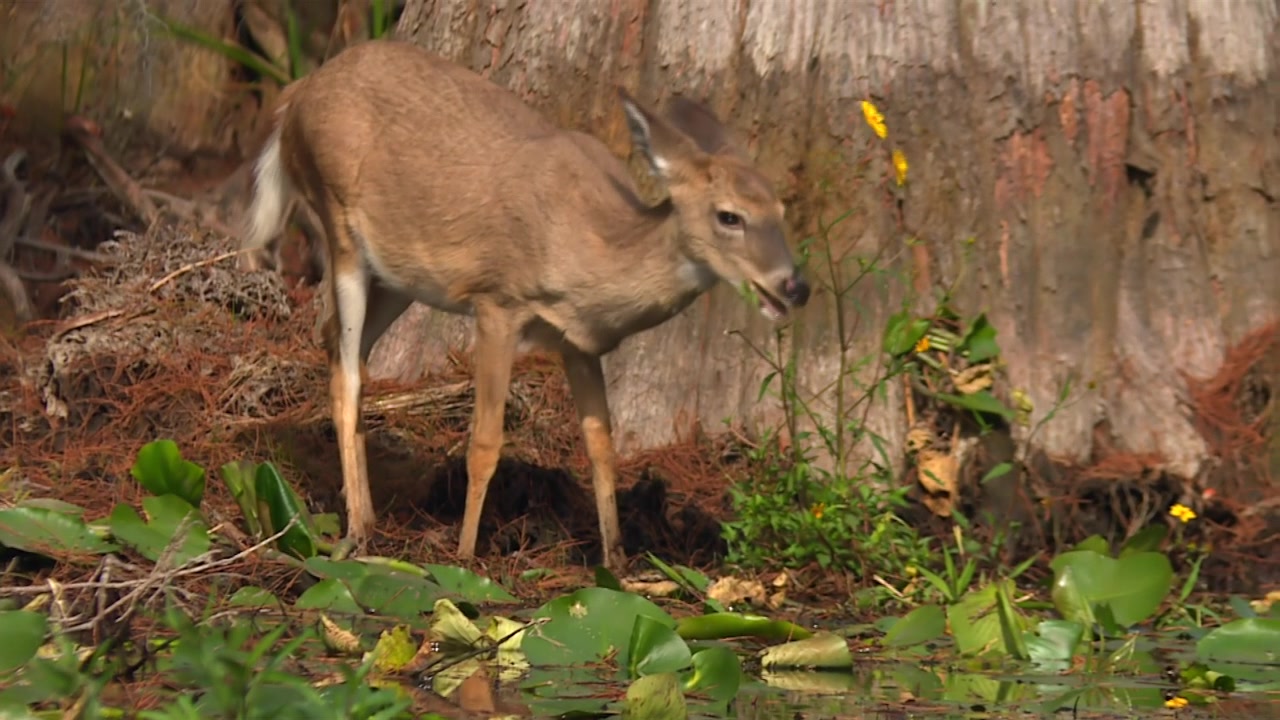 Cervo dalla coda bianca che cerca cibo tra la vegetazione delle zone umide nella palude di Okefenokee, Georgia, USA. Primo piano documentaristico sulla fauna selvatica e ripresa per la conservazione degli animali