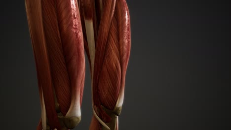 muscular system of human body animation