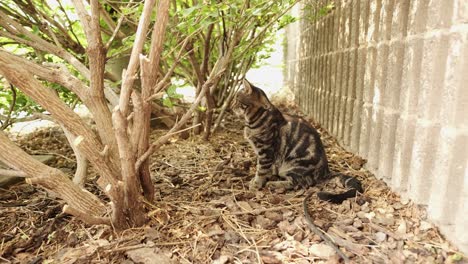 Lindo-Gato-Atigrado-Sentado-Bajo-El-Arbusto-Fuera-De-La-Cerca-En-La-Acera