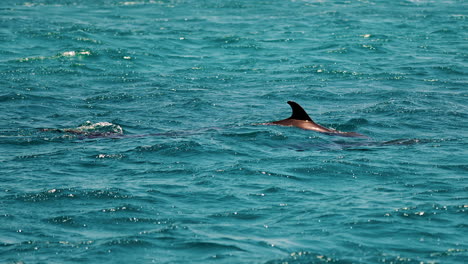 Delfine-Schwimmen-Im-Sommer-Im-Blauen-Ozean