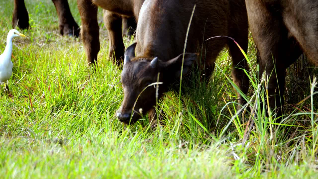 방목하려는 검은 버팔로 사이의 흰 백로