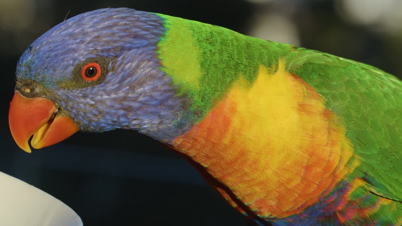 Vivid rainbow lorikeet feeds from patterned bowl outdoors, close-up macro, natural sunlight, shallow depth
