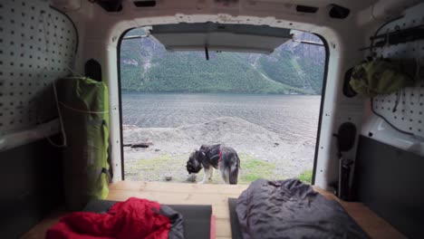 hungry alaskan malamute eating next to a camper van near katthammaren, norway