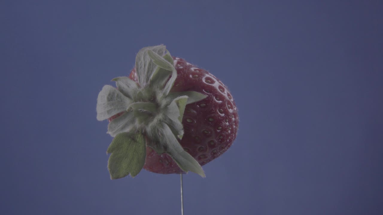 크로마 키를 위해 파란 화면에 루프와 함께 회전하는 딸기