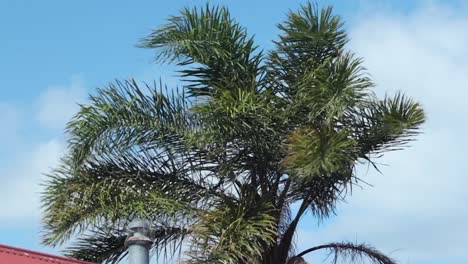 palm tree moving a lot in the wind, daytime sunny blue sky with clouds, maffra, gippsland, victoria, australia