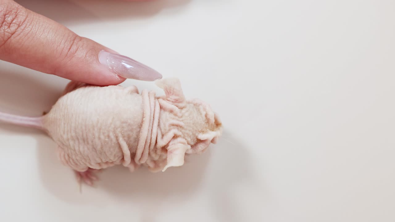 A human hand with manicured nails gently interacts with a hairless, wrinkled mouse on a clean, white studio background under soft, even lighting