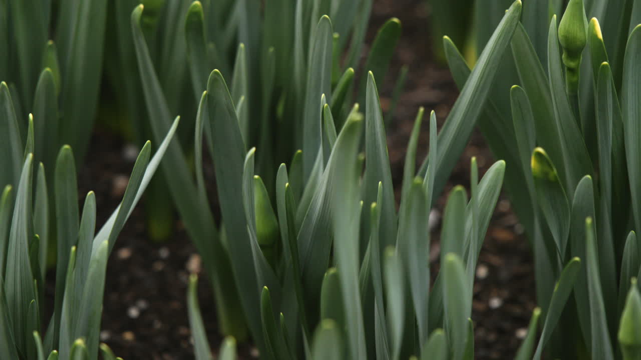 Close up footage panning over daffodil plants that are growing and have not budded.