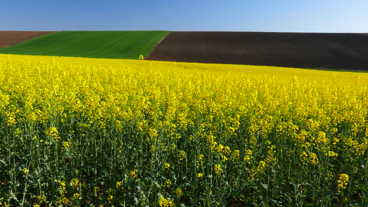 campos con colza en flor
