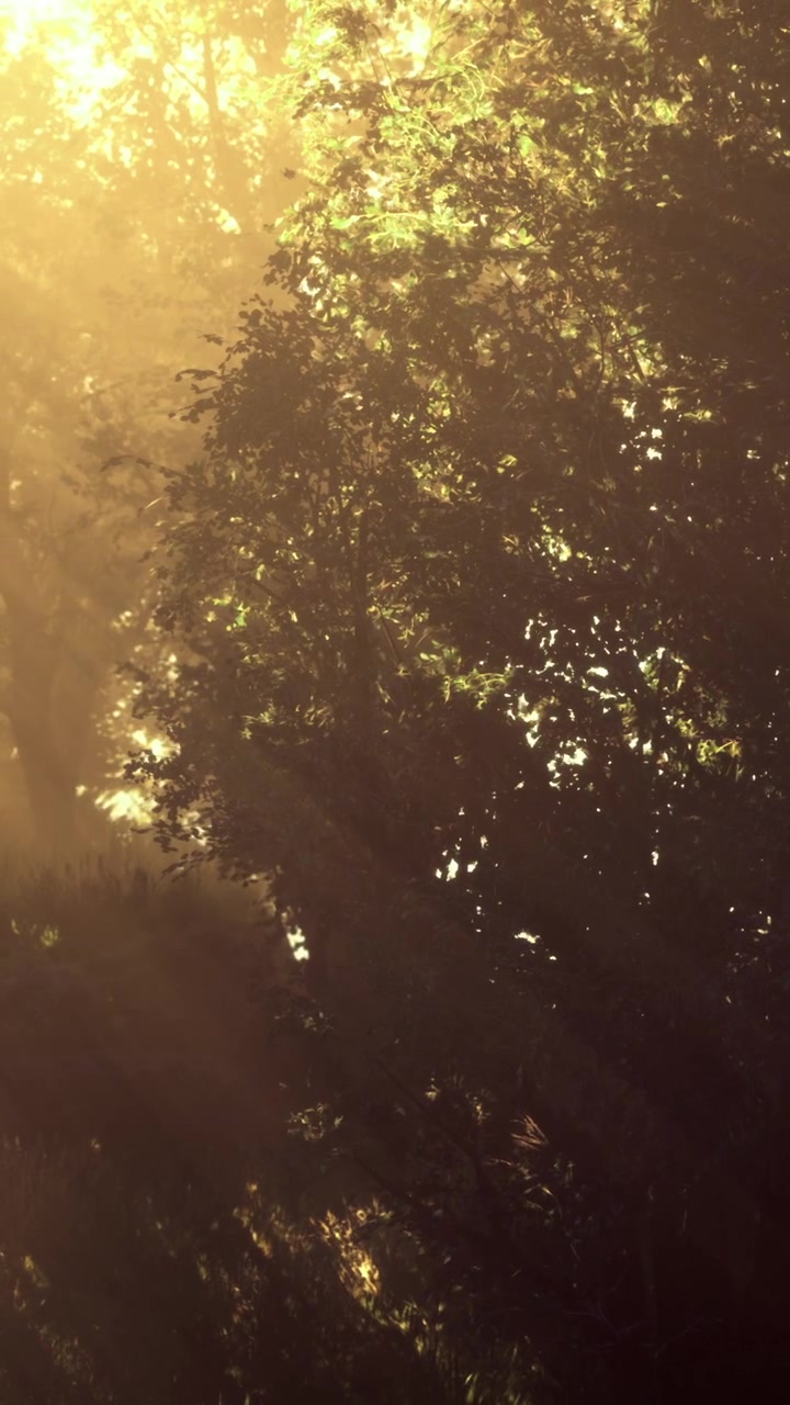 Sunlight filtering through trees in a quiet forest during early morning hours