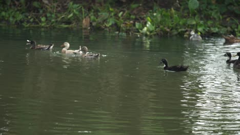 ducks are playing in the pond