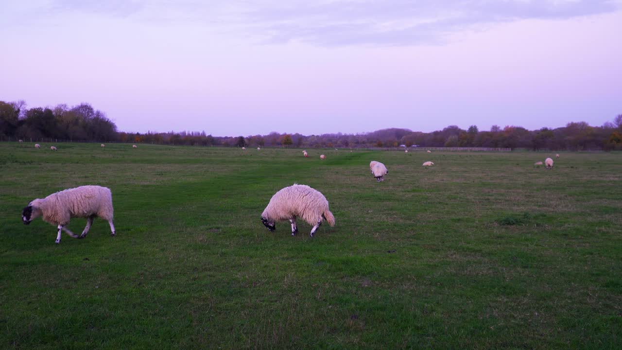 foto de ovejas pastando en el campo verde cercado por la noche