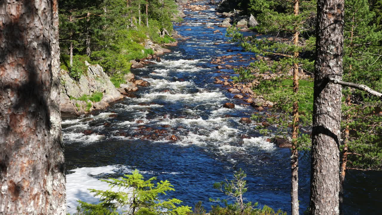 Pittoresco fiume alpino che scorre sulle rocce in una foresta incontaminata