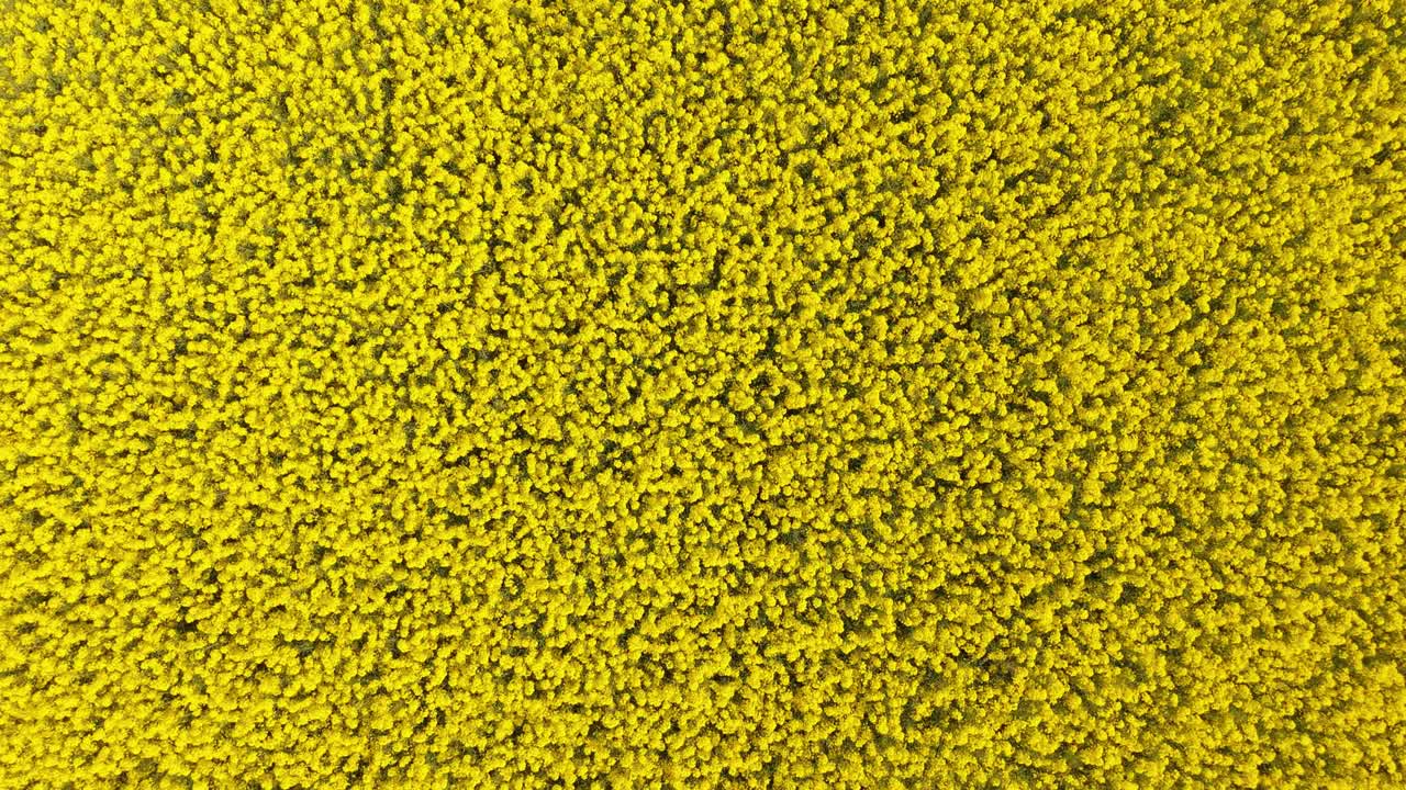 Top Down View Of A Blooming Rapeseed Field In Meath, Ireland - Drone Shot