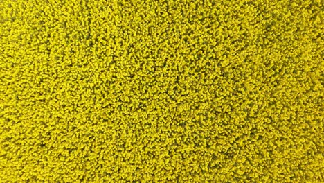 top down view of a blooming rapeseed field in meath, ireland - drone shot