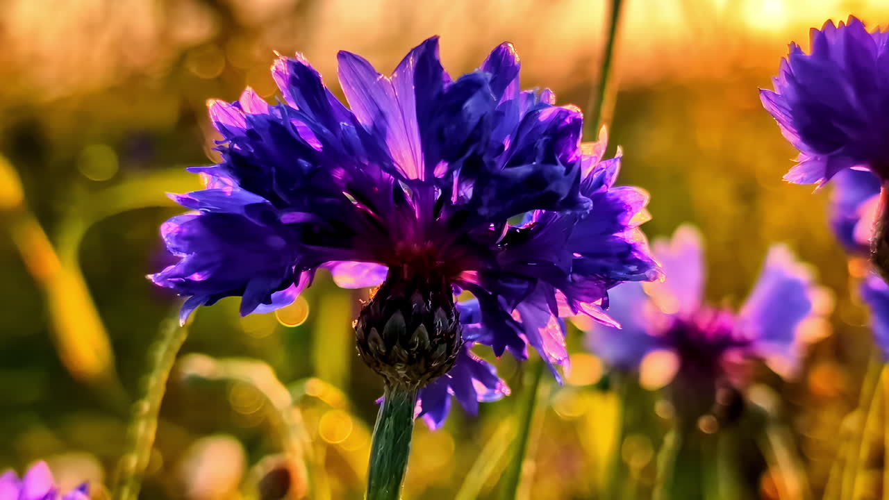Vibrant purple cornflower glowing in sunset light among green summer meadow grass