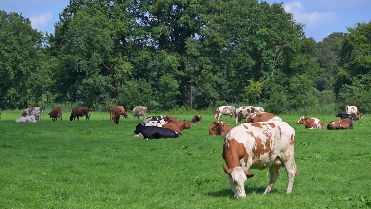 vacas en pastoreo en los países bajos