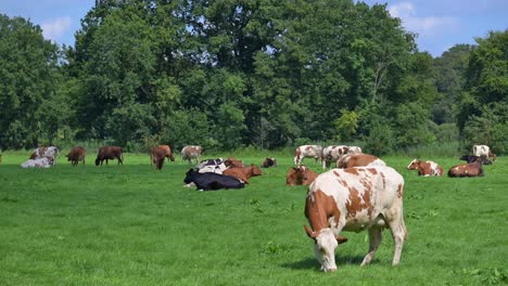 Kühe-In-Den-Niederlanden-Grasen