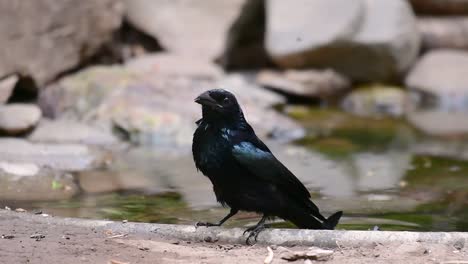 El-Drongo-Con-Cresta-De-Pelo-O-Es-Un-Ave-En-Asia-De-La-Familia-Dicruridae-Que-Era-Conespecífico-Con-Dicrurus-Bracteatus-O-Drongo-Con-Lentejuelas-En-El-Que-Puede-Ser-Difícil-Diferenciar-Entre-Sí