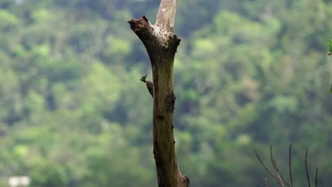 a-female-woodpecker-is-climbing-a-dry-tree-branch