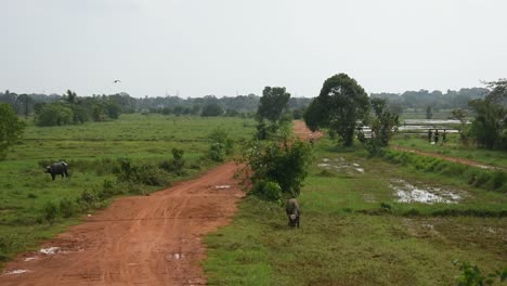 Camino-De-Aldea-Rural-Que-Rodea-El-Campo-De-Arroz-Con-Búfalos