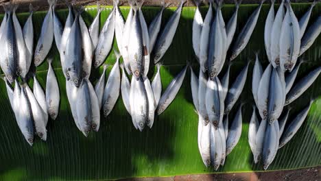 Catch-of-the-day-mackerel-fish-neatly-arranged-piles-on-a-banana-leaf-at-market-in-Southeast-Asia-destination