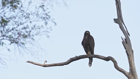 Ein-Falke-Am-Straßenrand,-Der-Auf-Einem-Ast-Eines-Toten-Baumes-Ruht-Und-Sich-Umgeben-Von-Natur-Nach-Beute-Umsieht