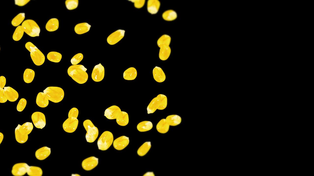 검은색 바탕에 많은 옥수수 어리를 날려. 노란색 달한 옥수스 씨. 채식주의자. 건강한 음식. 옥수수가 회전하는 3d 루프 애니메이션.