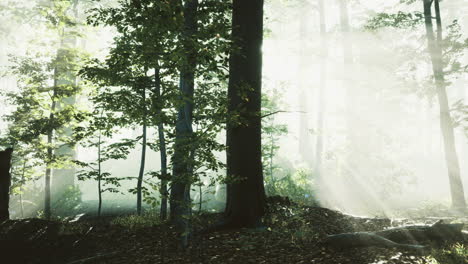 sunlight filtering through trees in a peaceful forest environment