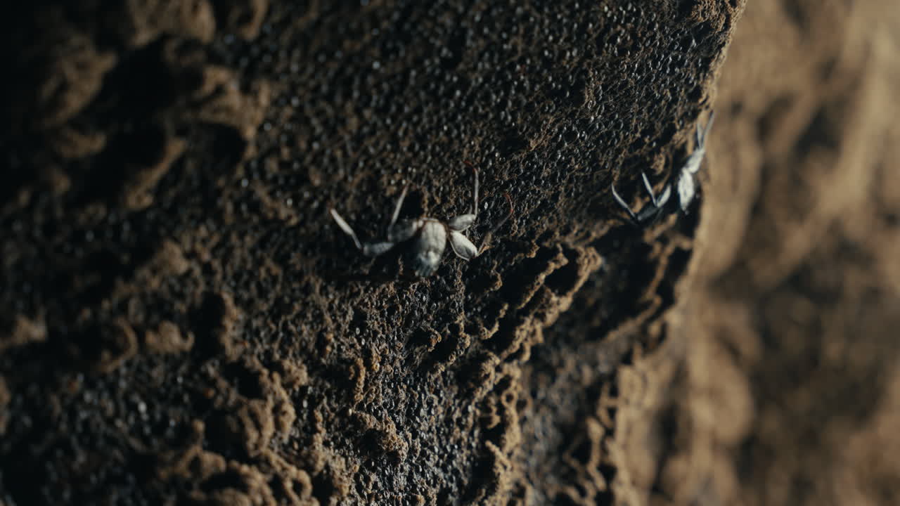 hormigas en una cueva