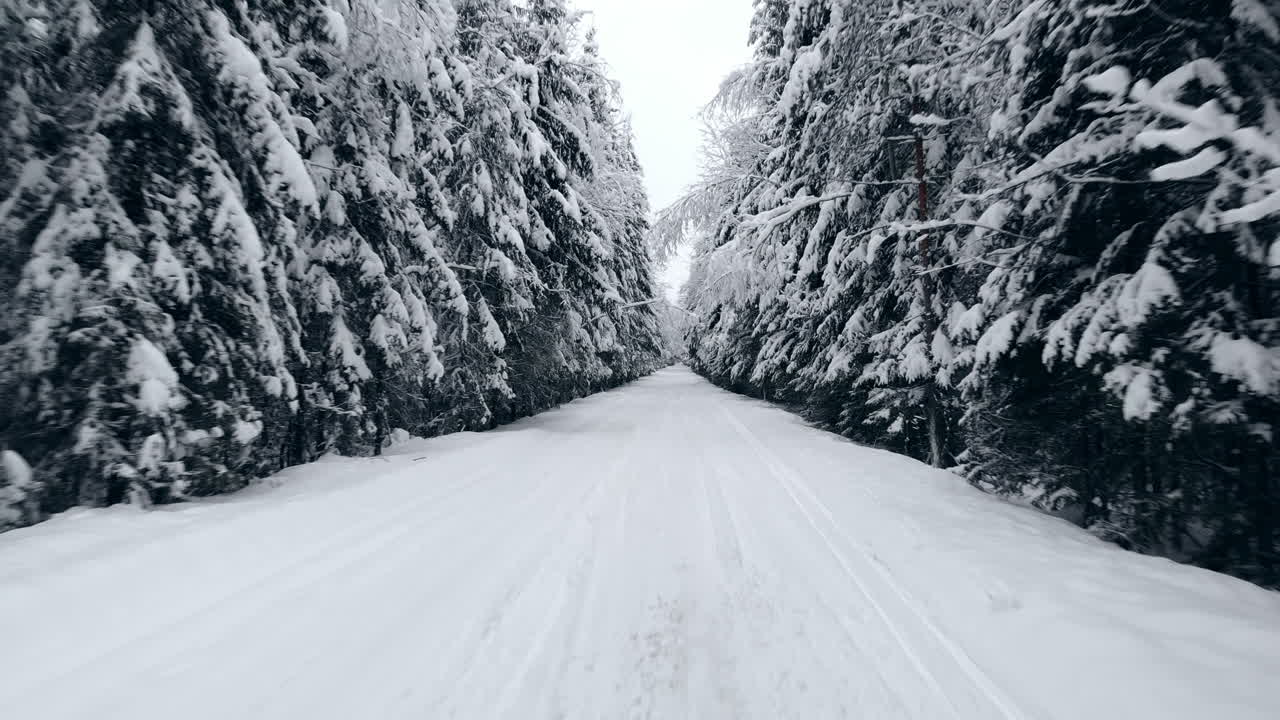4k. 북쪽의 겨울 숲 위로 비행하고, 공중 평면도를 봅니다.