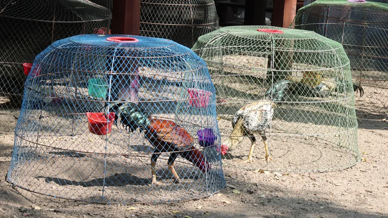 두 마리의 이 동굴에서 움직이고 상호 작용합니다.