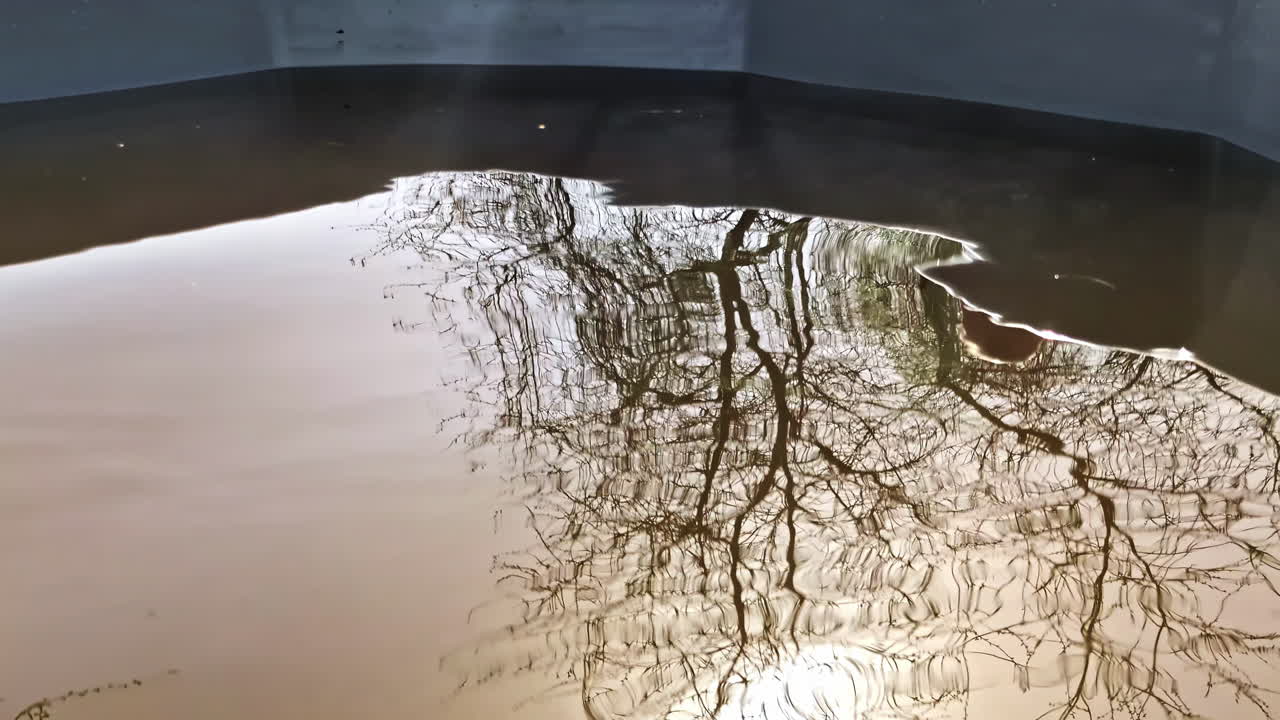 Reflection of bare tree branches in calm water of tub