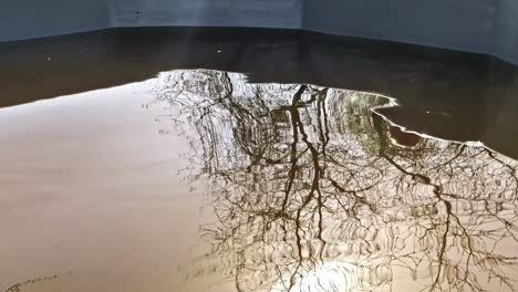 reflection of bare tree branches in calm water of tub