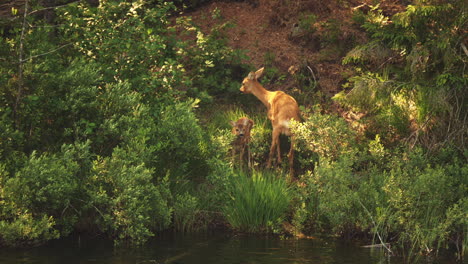 mother roe deer grooming baby spotted fawn and joining second fawn behind bush