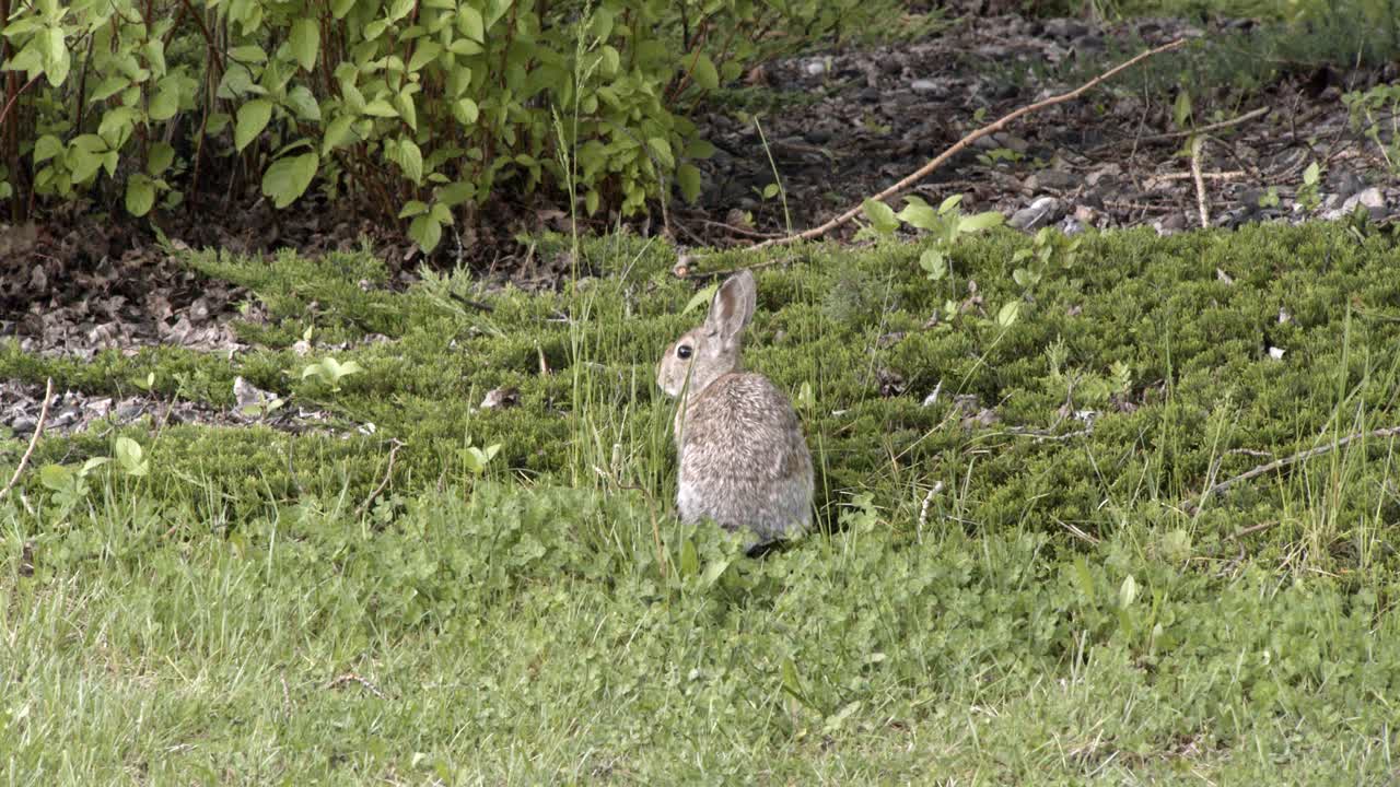 pequeño conejo curioso de los espectadores en el bosque