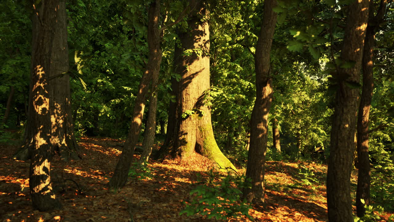 Sunlight streaming through a forest