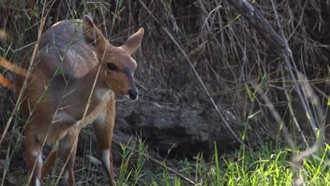 imágenes de una joven oveja bushbuck alimentándose y bebiendo agua en un lago natural en un parque nacional en sudáfrica