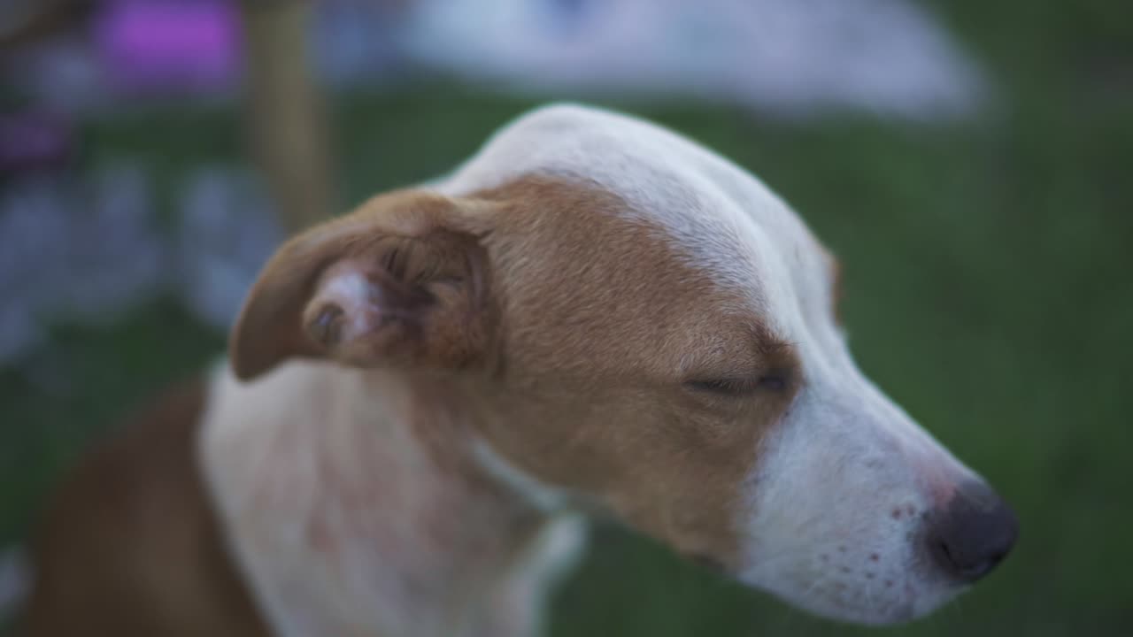 vista en primer plano de un pequeño y hermoso perro perro capturado en cautivadora cámara lenta