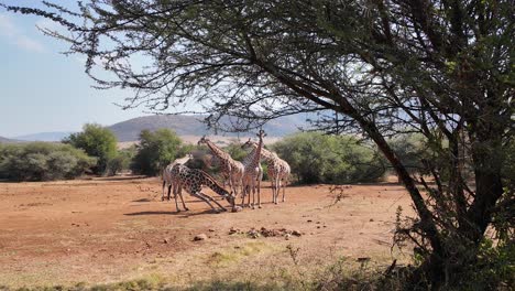 jirafas salvajes en rustenburg en el noroeste de sudáfrica