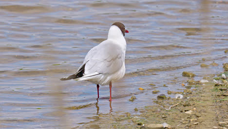 Arctic-Tern-seabird-on-marshlands.-UK,-summer