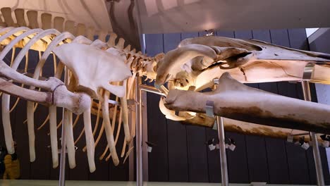 whale skeleton displayed in museum setting