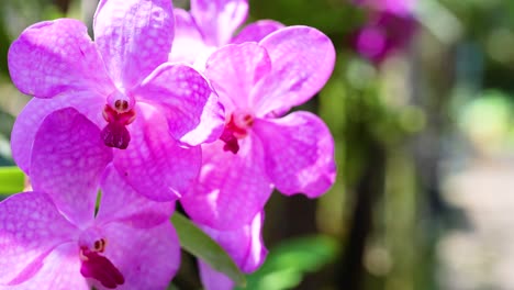 vibrant orchids in a bustling bangkok market