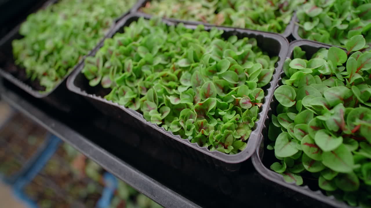 Seedlings of red sorrel in plastic trays