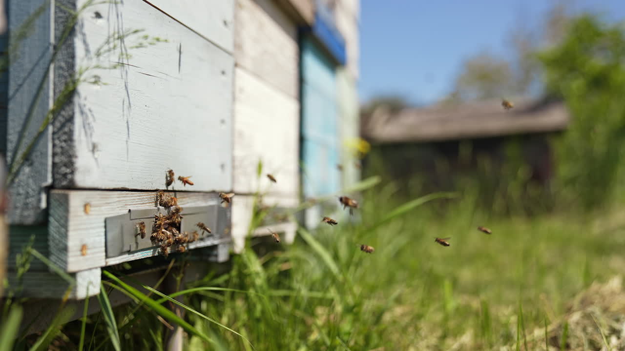 Bees getting inside the hive. Beehive entrance with bees in a sunny day. Many bees flying and carrying pollen into a hive. Slow motion.