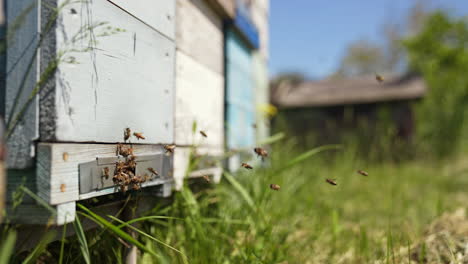 bees getting inside the hive. beehive entrance with bees in a sunny day. many bees flying and carrying pollen into a hive. slow motion.