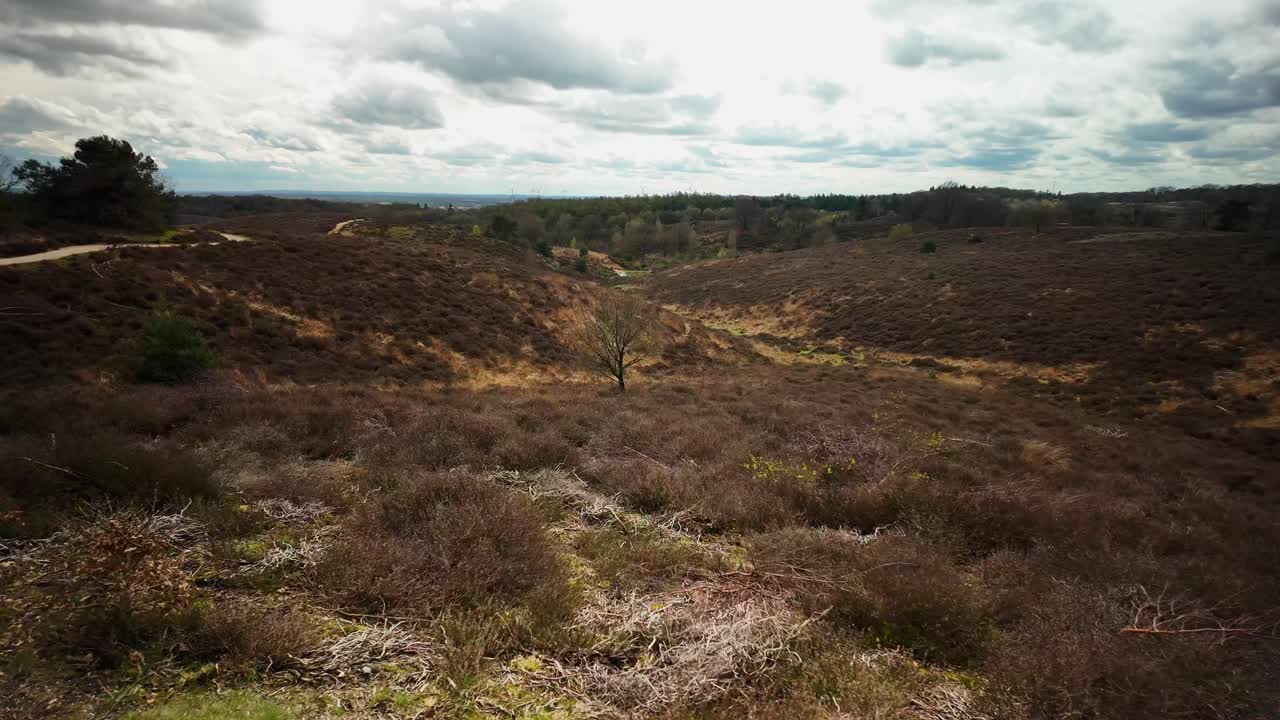 el páramo marrón en hilly veluwe, famoso punto de referencia de los páramos en holanda