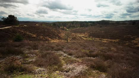 Brown-heath-at-hilly-Veluwe-famous-heathland-landmark-in-Holland-wide-view