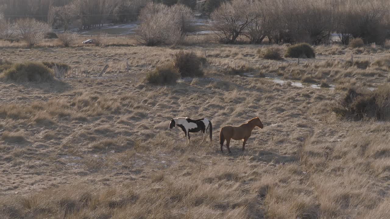 Approaching drone fly to two horses resting and standing in an open Patagonian dry field