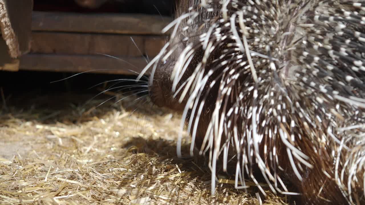Porcupine in enclosure