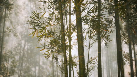 Bosque-De-Bambú-Asiático-Con-Luz-Solar-Matutina